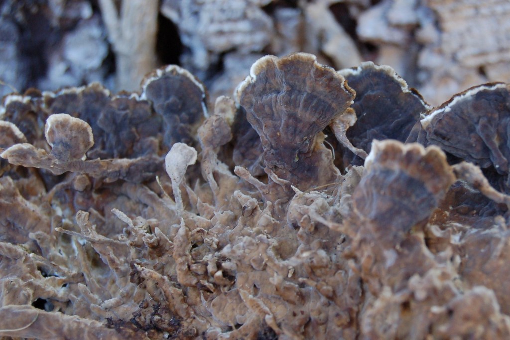 Aphyllophorales su edera. (Lopharia spadicea)